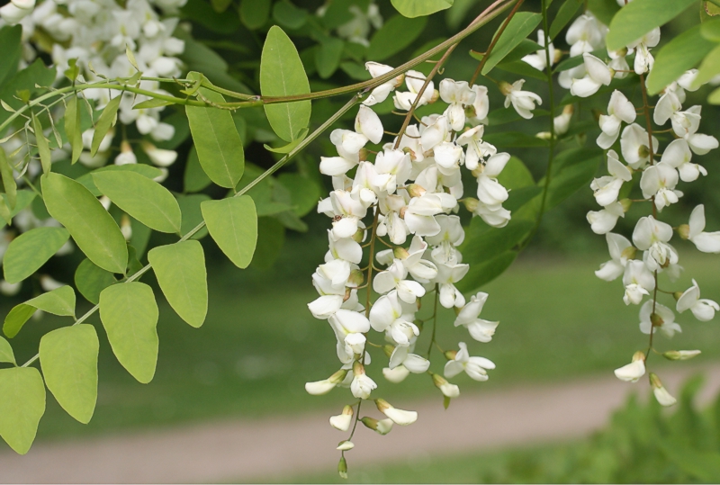 Bltenstand einer Robinie (<i>Robinia pseudoacacia</i>)